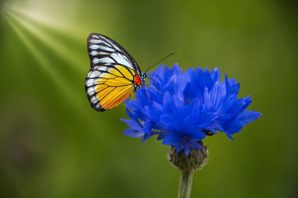 flower, butterfly, pollination
