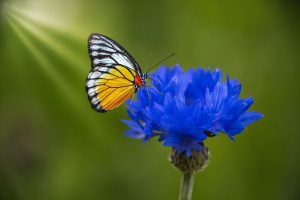 flower, butterfly, pollination