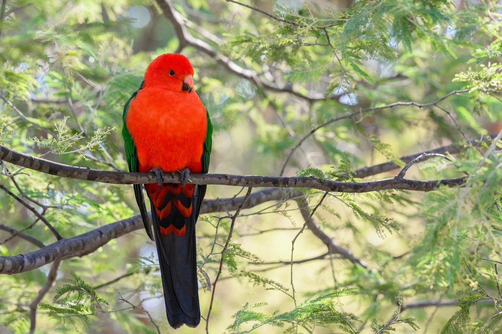 australian king parrot, king parrot, parrot
